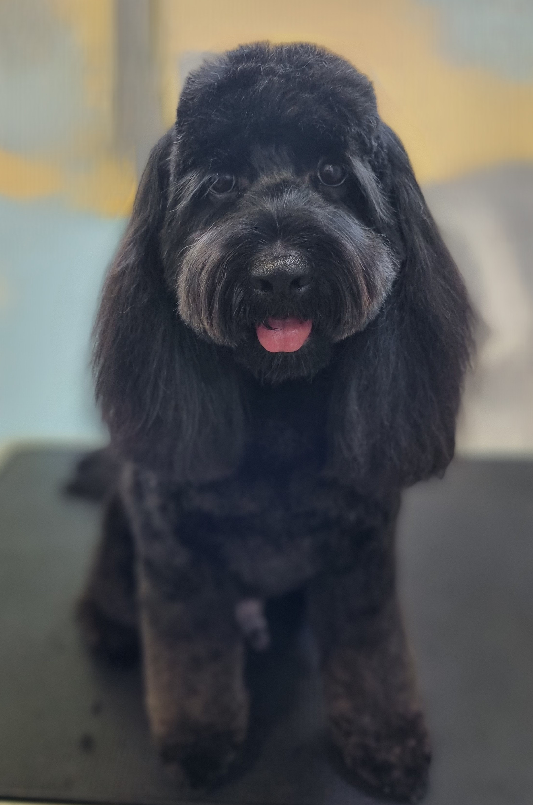 Freshly groomed black doodle at The Fluff Lab