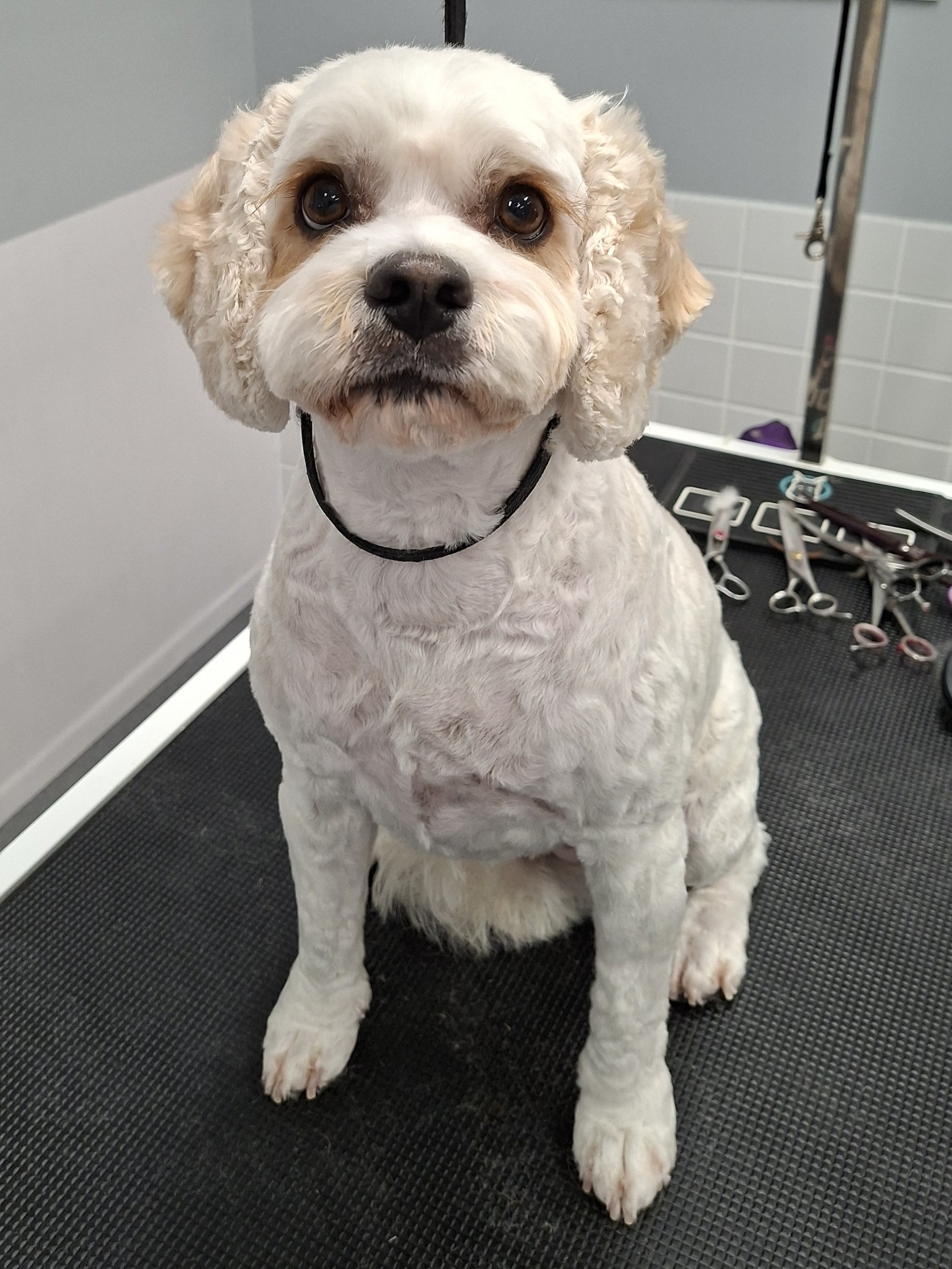 Groomed white cavoodle at The Fluff Lab