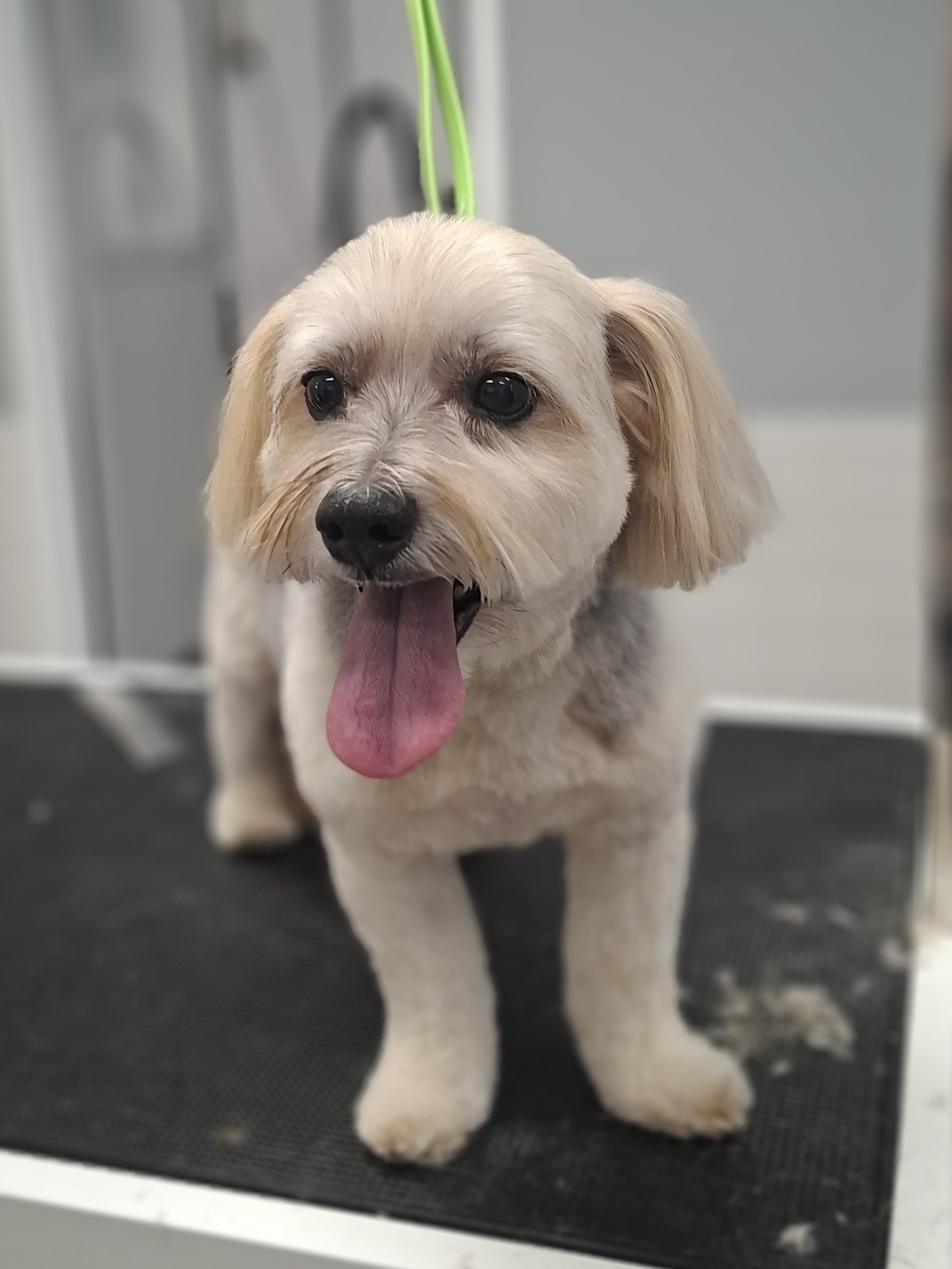 Freshly groomed cream terrier mix with tongue out at The Fluff Lab