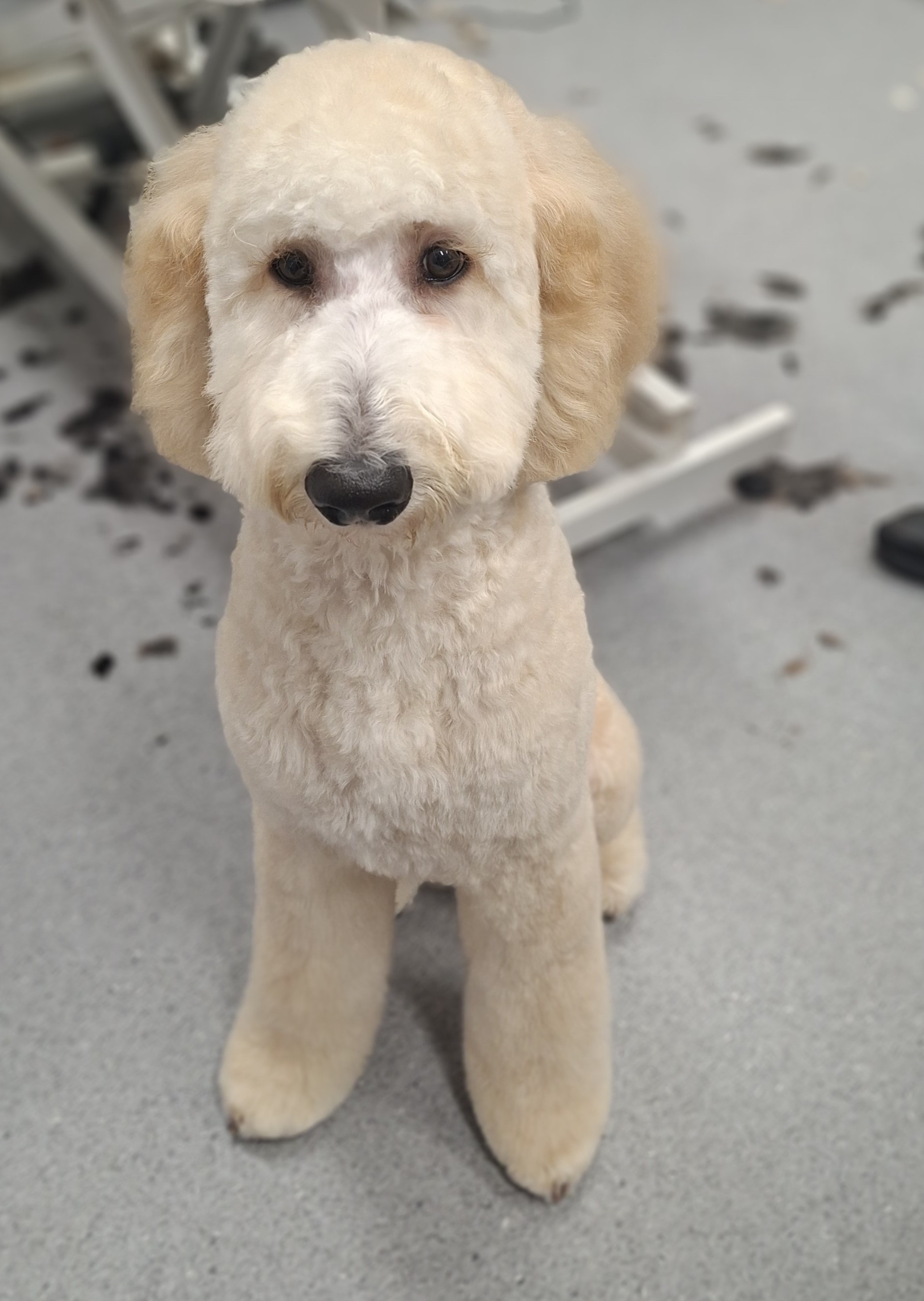 Freshly groomed cream goldendoodle sitting at The Fluff Lab