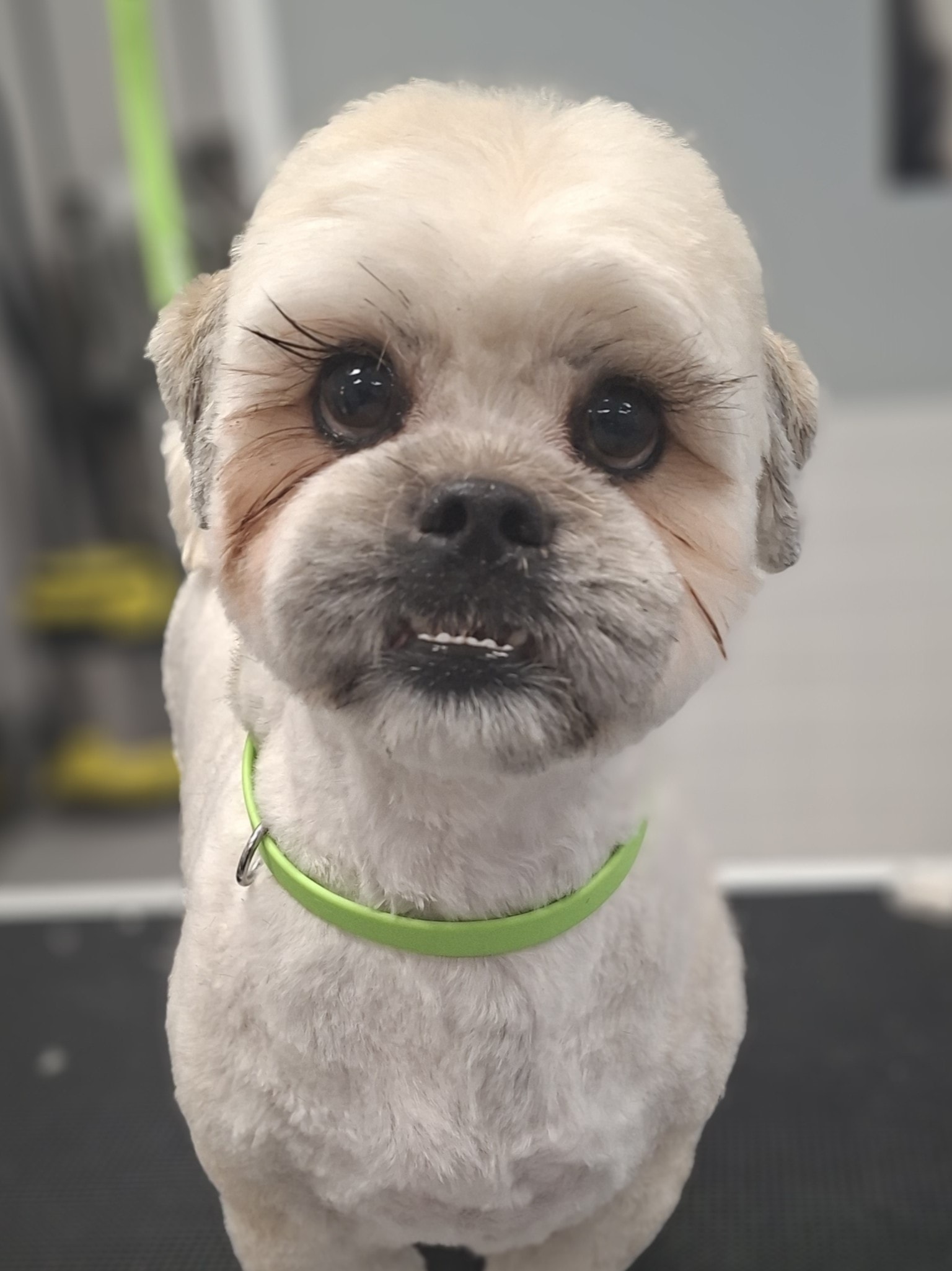 Freshly groomed white shih tzu with green collar at The Fluff Lab
