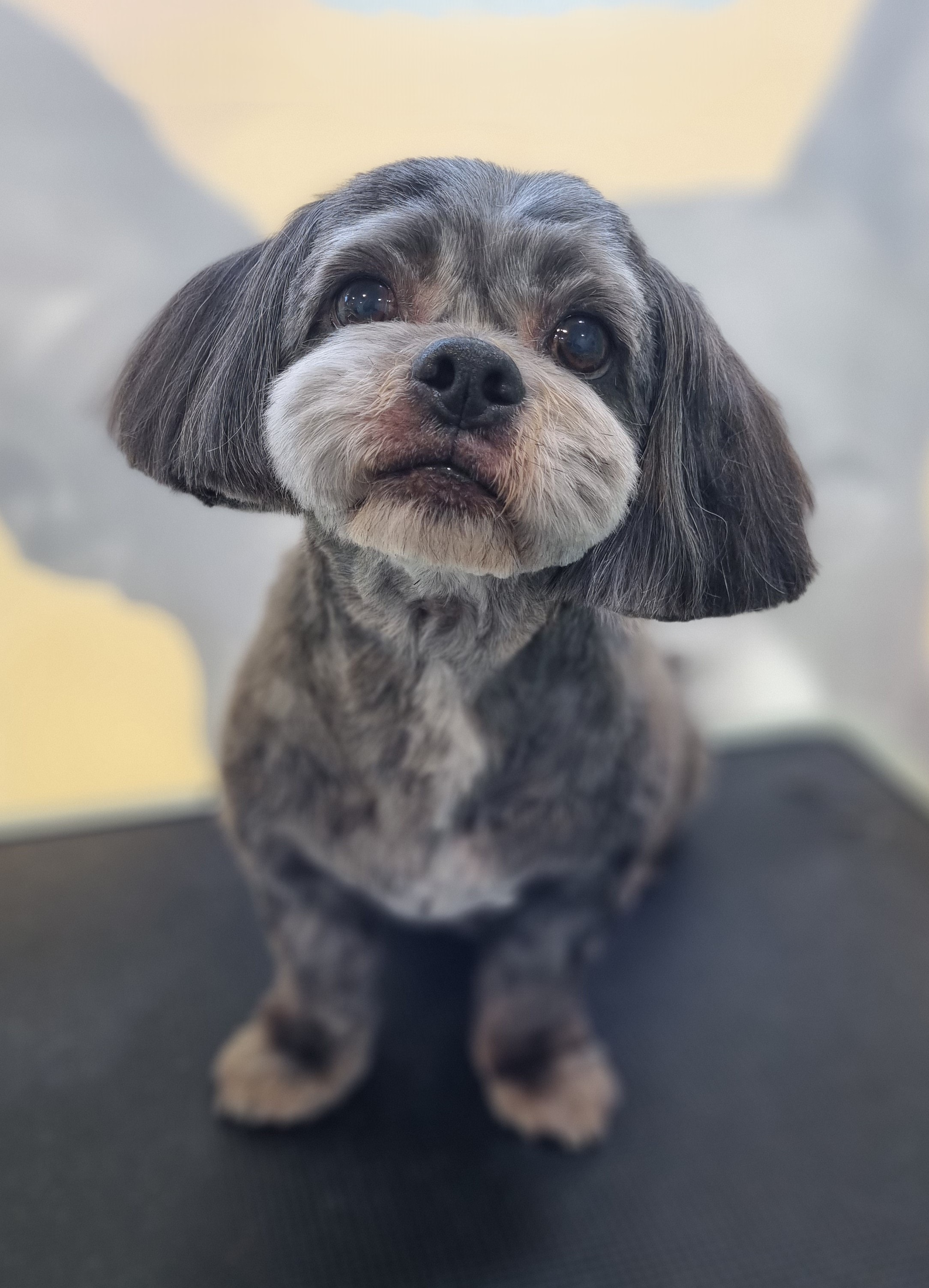 Freshly groomed grey dachshund mix at The Fluff Lab