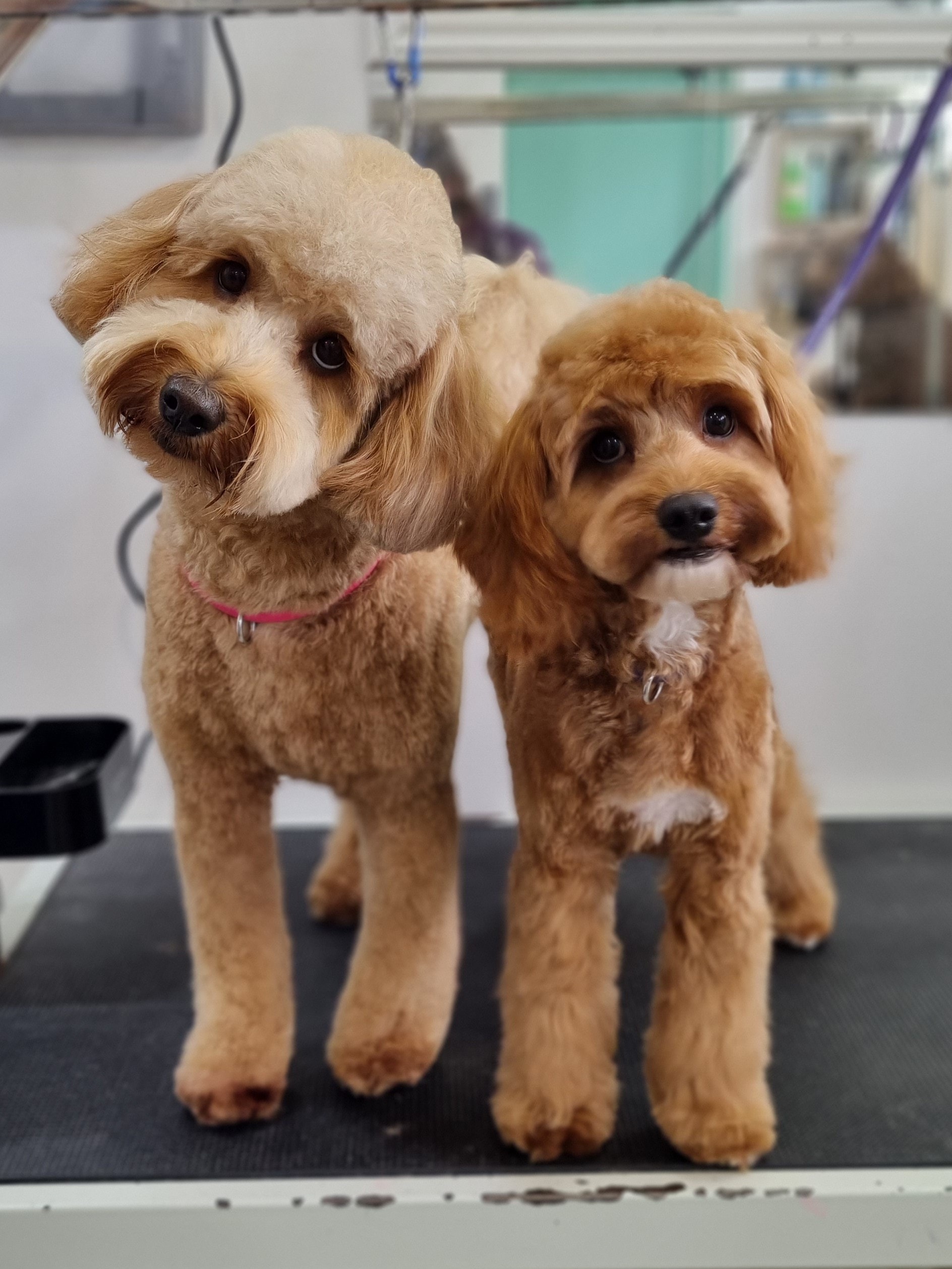 Two groomed apricot doodles at The Fluff Lab