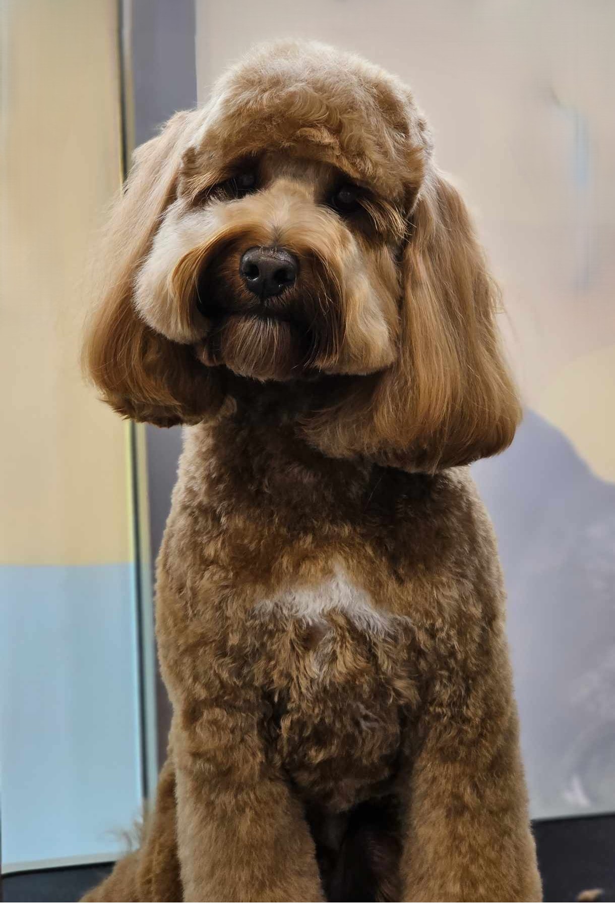Groomed caramel labradoodle at The Fluff Lab