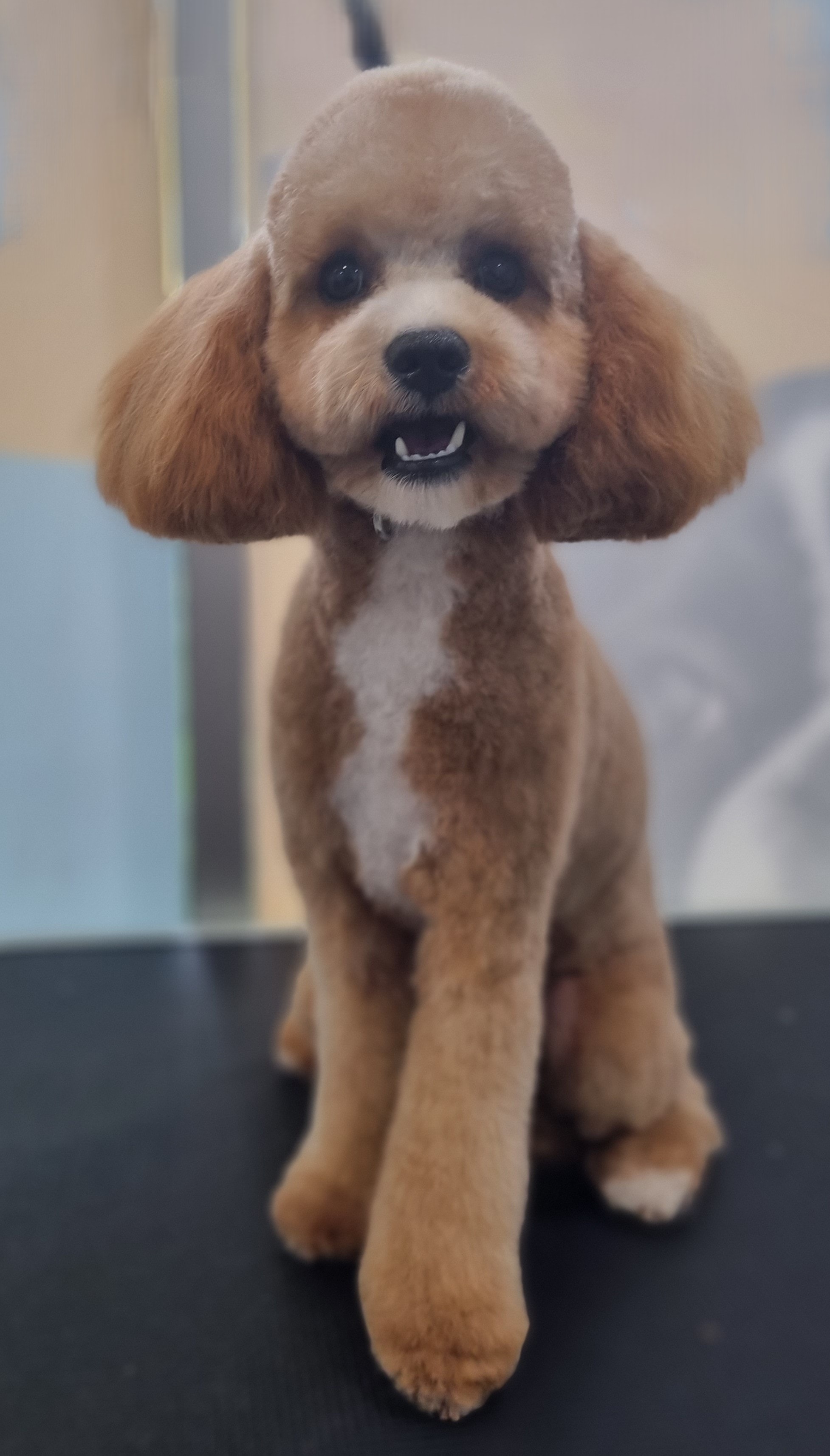 Groomed apricot toy poodle at The Fluff Lab