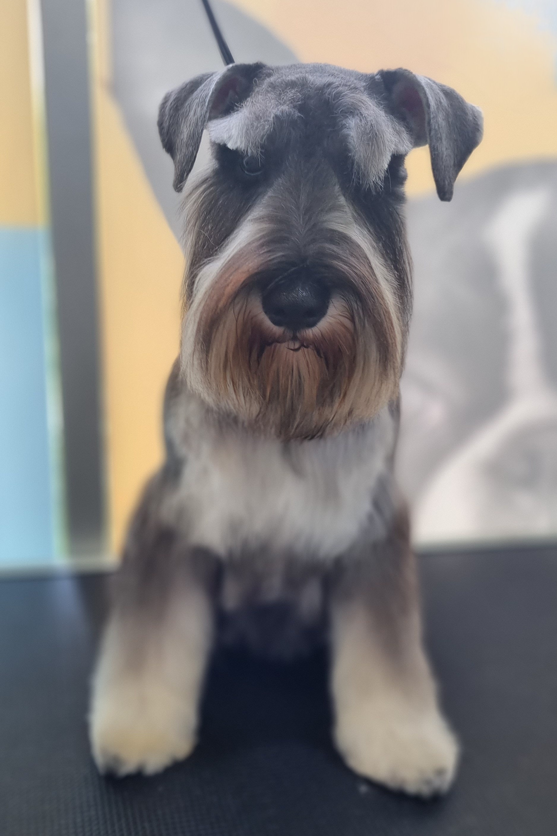 Groomed miniature schnauzer at The Fluff Lab