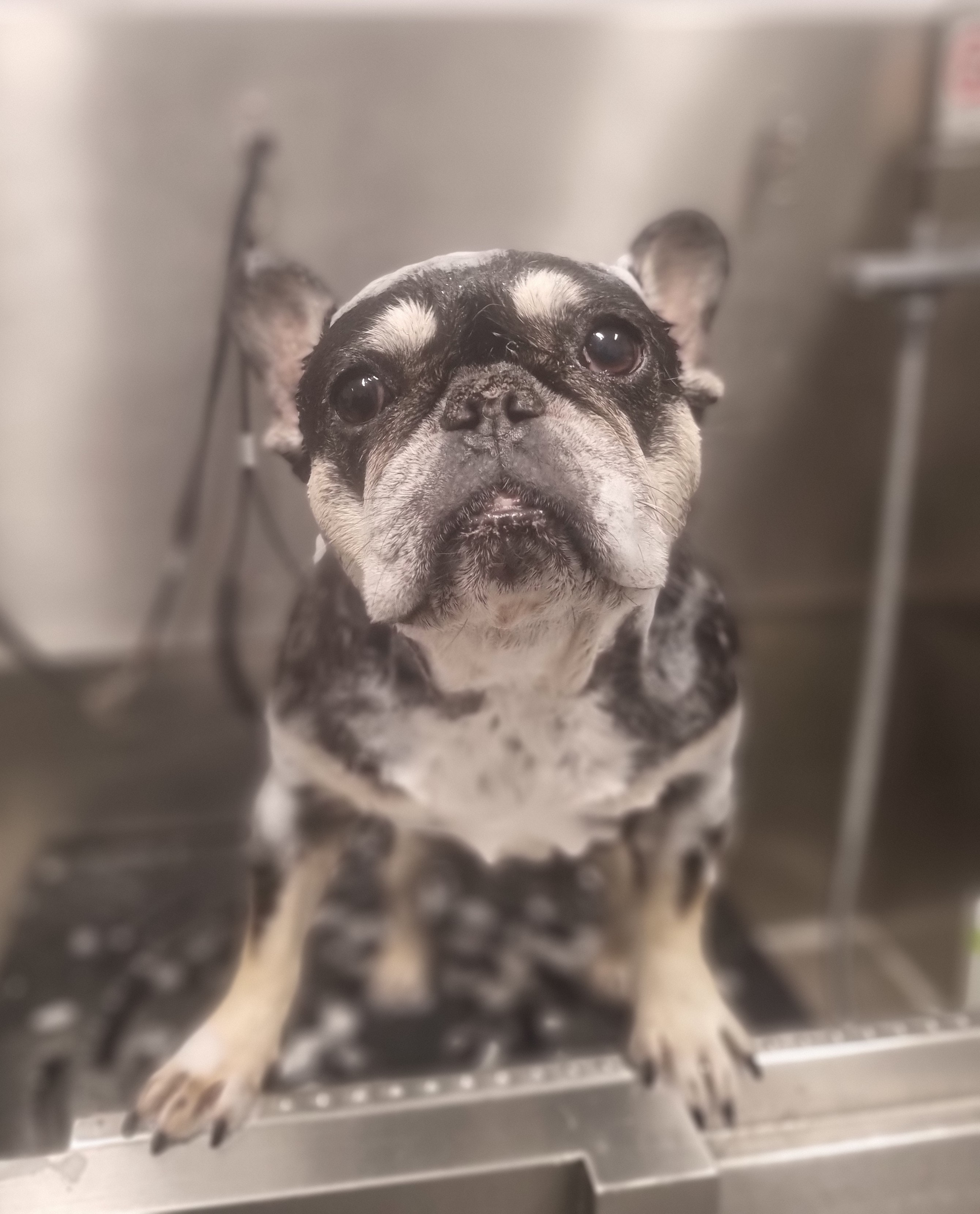 French bulldog bath time at The Fluff Lab