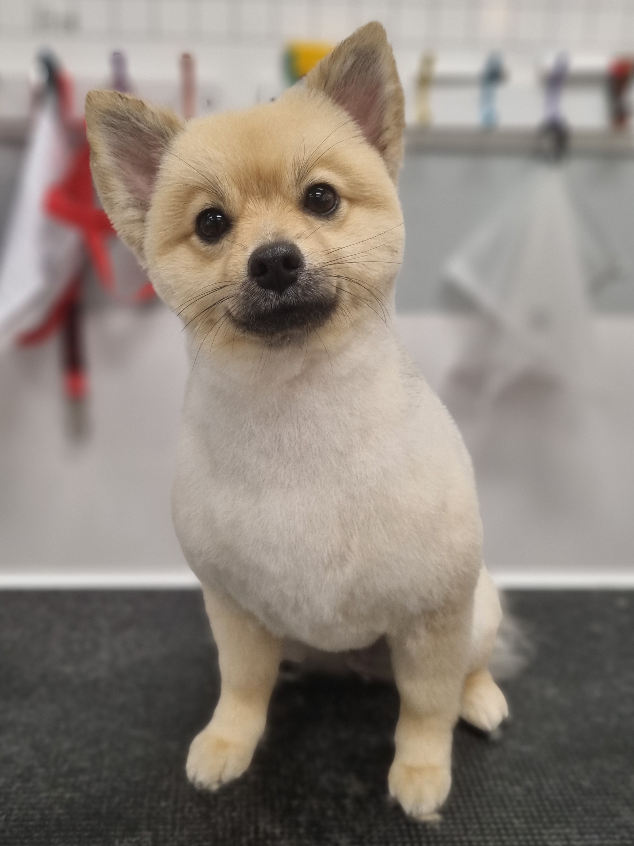 Groomed Pomeranian at The Fluff Lab
