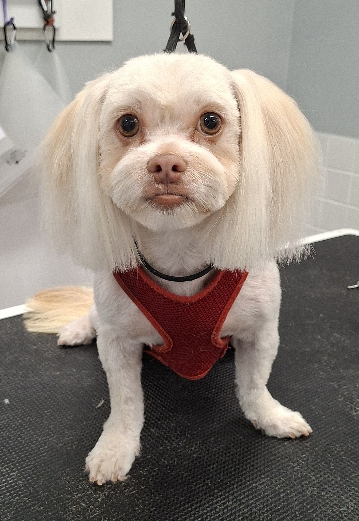 Groomed white dog with red harness at The Fluff Lab