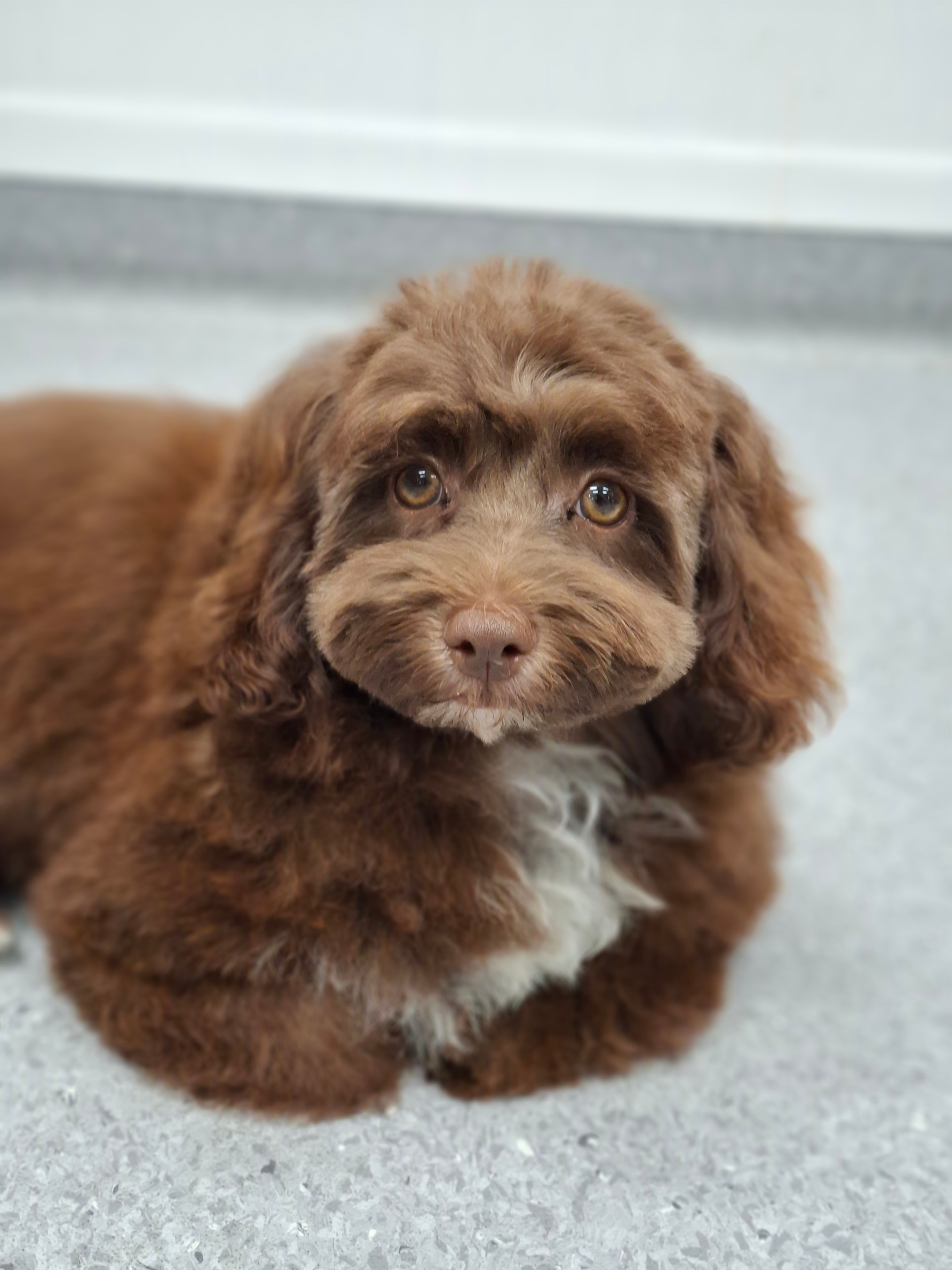 Chocolate brown puppy looking up at the camera
